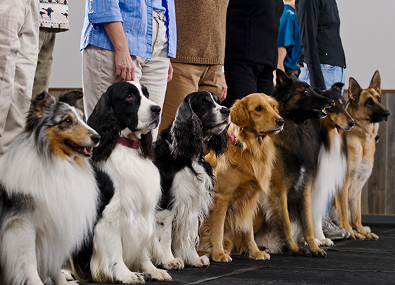 Qu’est ce que le Mée Sport Canin ?